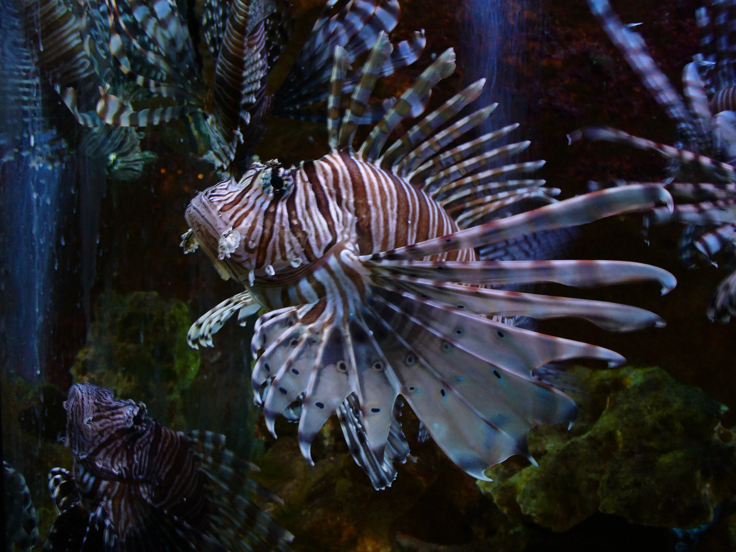 A lionfish with striped patterns and long fins swimming in an aquarium tank