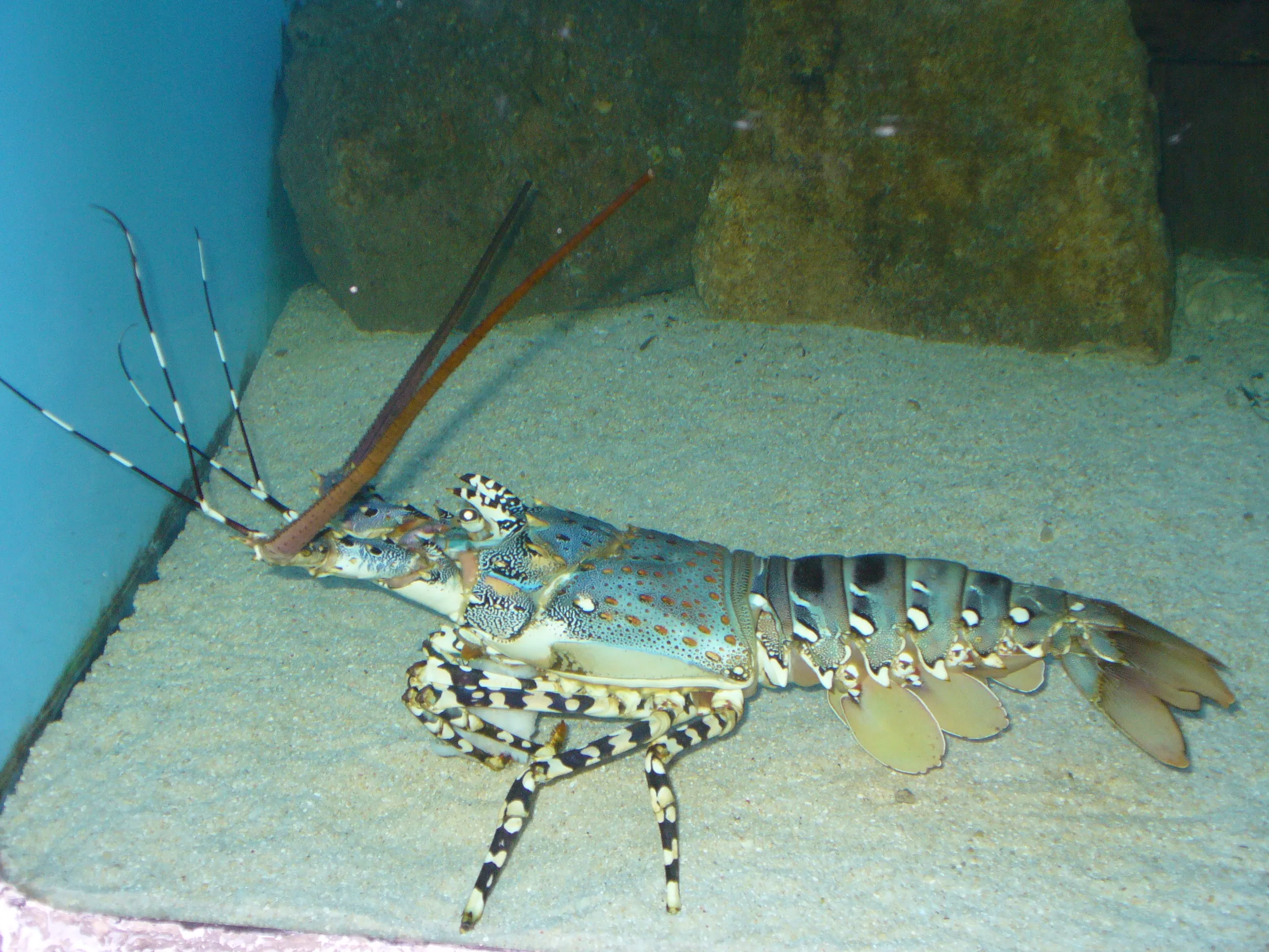 A spiny lobster with long antennae and patterned shell in an aquarium tank