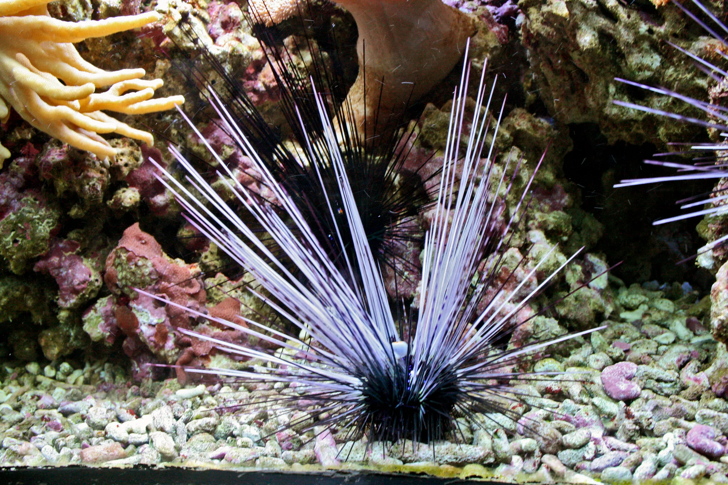 spiny sea urchin with long purple spines in an aquarium tank