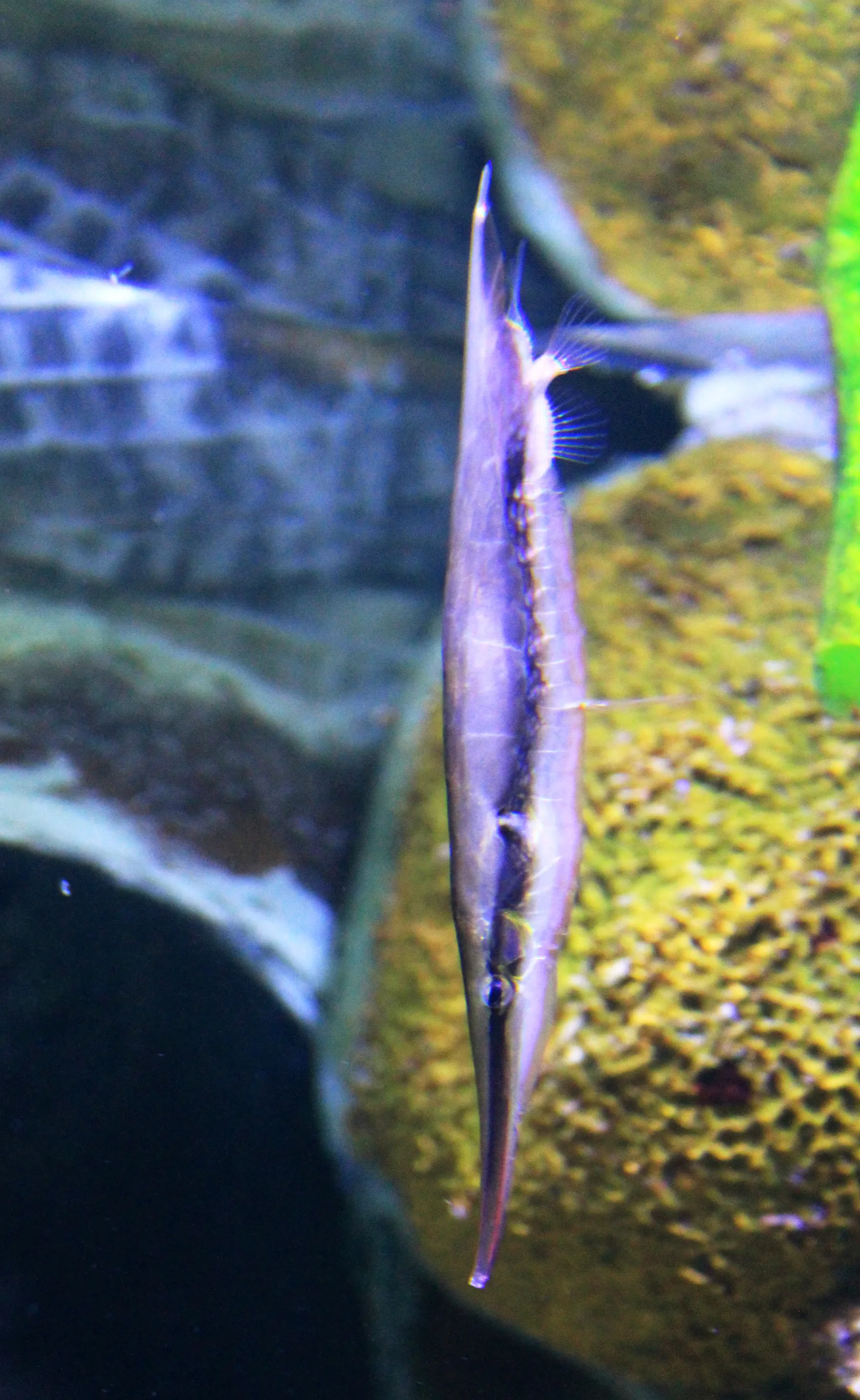 A long, slender fish with a pointed snout swims near a coral reef in an aquarium tank.