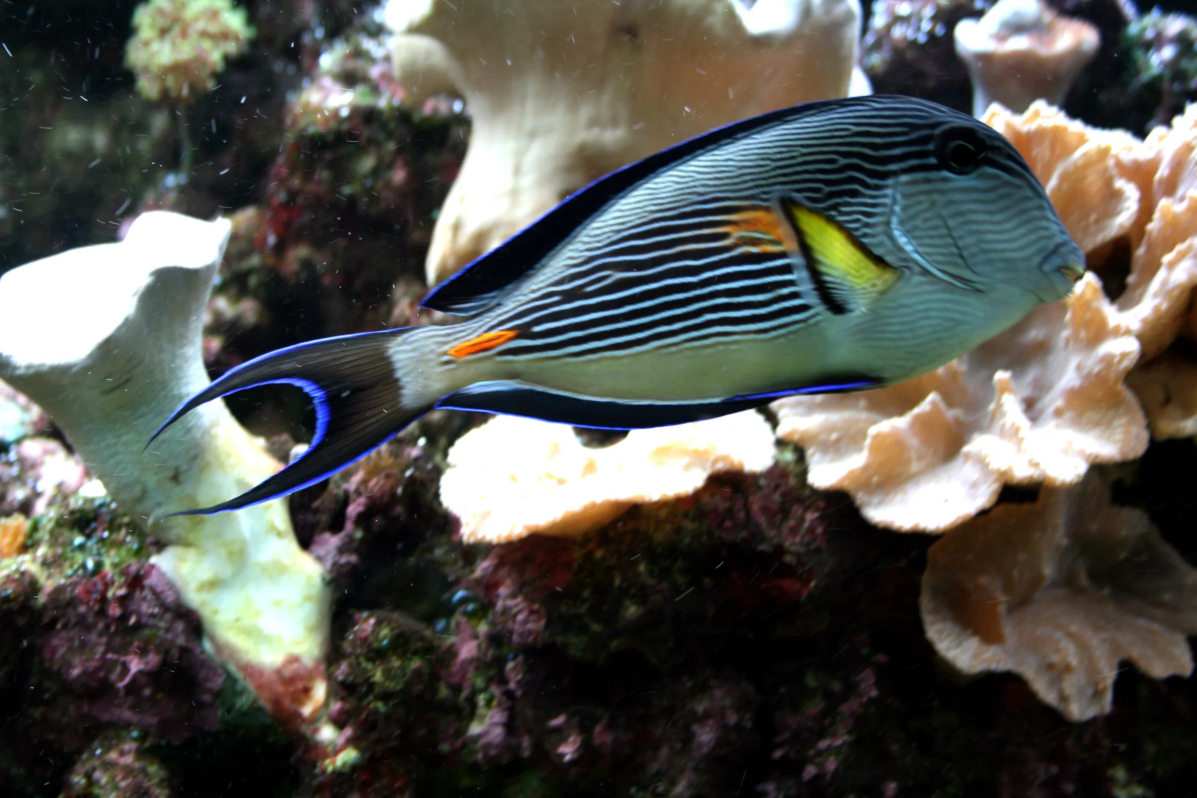 A fish with blue and yellow markings swimming near coral in an aquarium