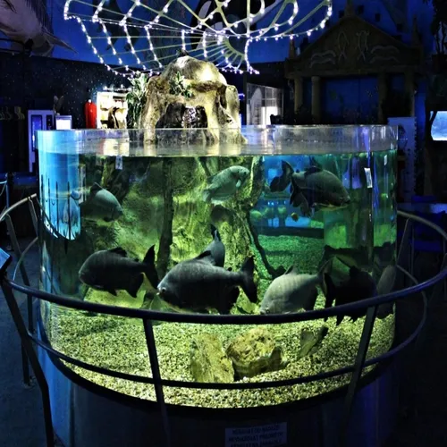 cylindrical aquarium tank with fish swimming, illuminated with green light, inside Sea World Prague