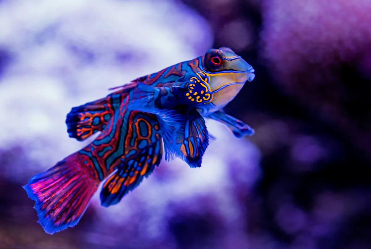 A blue and orange mandarinfish with intricate patterns swims in a purple-lit aquarium tank