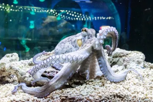An octopus with patterned skin and extended tentacles on a rocky substrate inside an aquarium tank