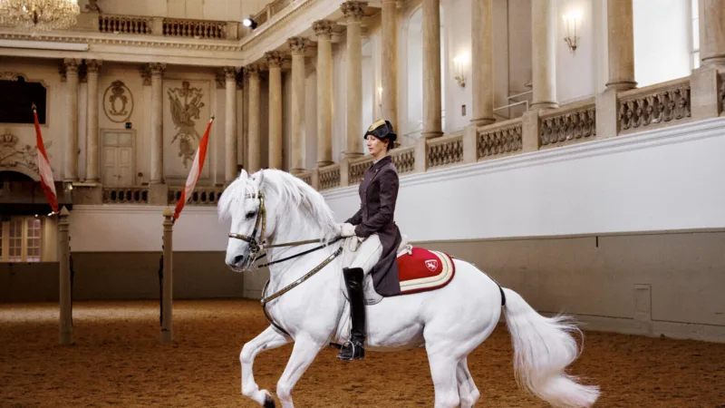 A rider on a white horse in a formal riding hall with ornate columns and decorations