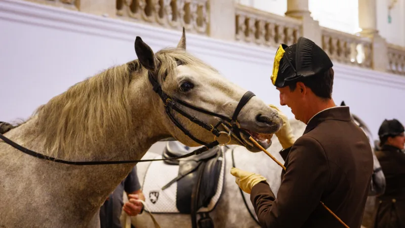 A white Lipizzaner horse being led by a rider in a dark uniform and helmet inside a grand hall