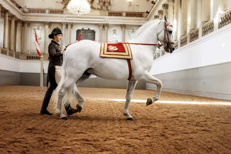 Un caballo Lipizzano blanco con una montura de silla de montar de color rojo y dorado, guiado por un jinete con uniforme oscuro, dentro de una gran y ornamentada arena interior con techos altos y candelabros.