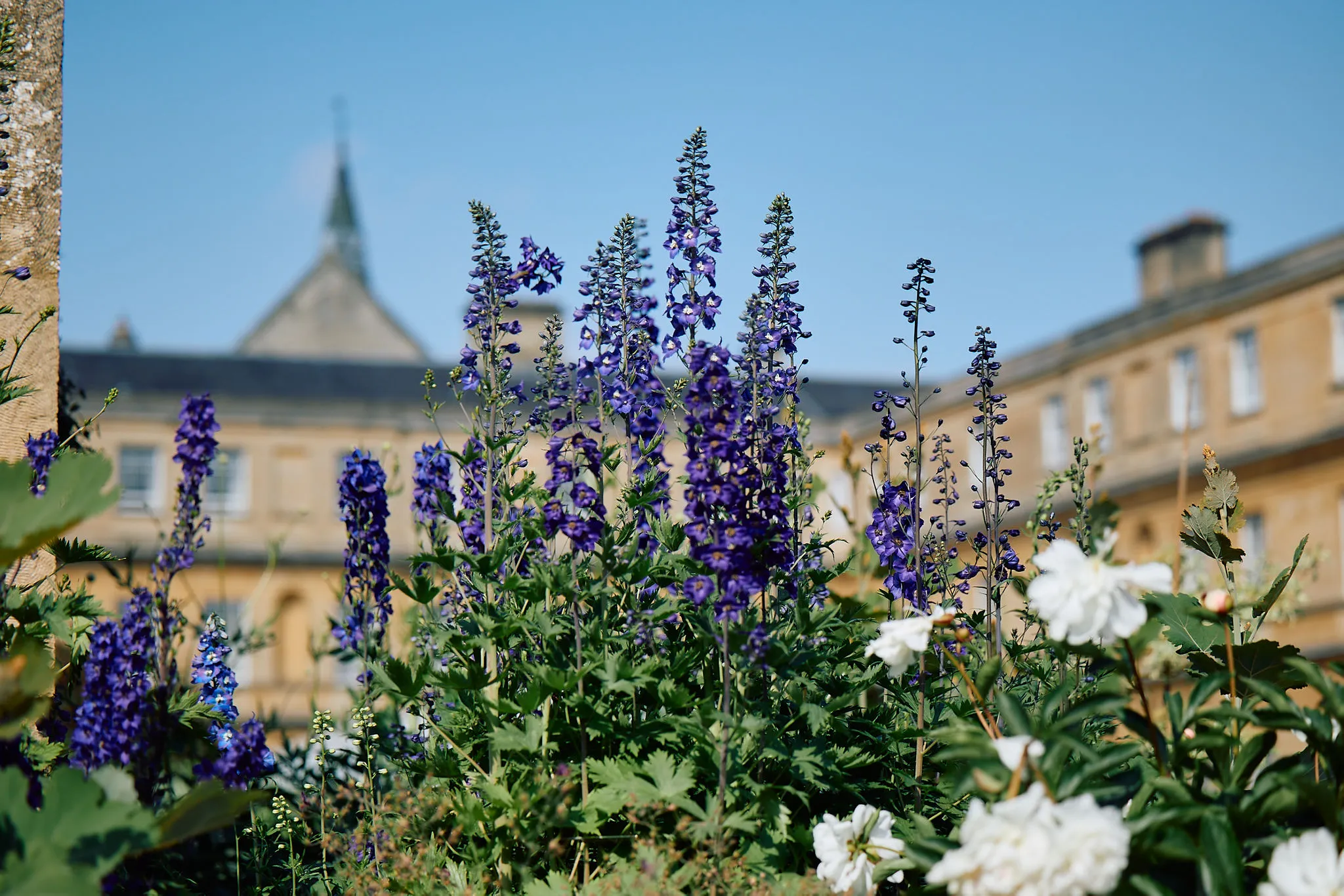 Paarse riddersporen en witte rozen in bloei in een tuin, met het historische stenen gebouw en de torenspits van Trinity College wazig op de achtergrond onder een blauwe lucht
