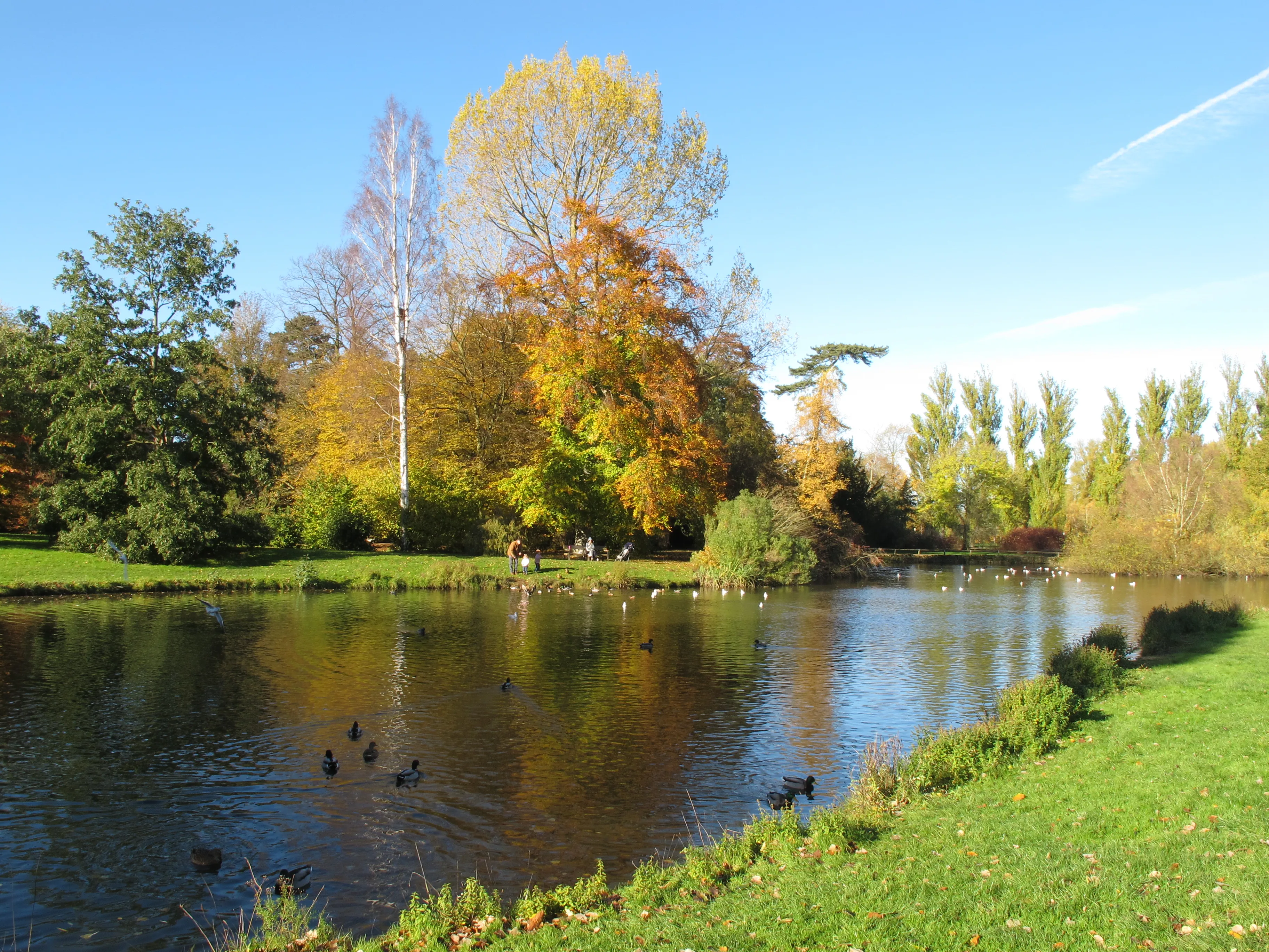Een vijver met eenden, omringd door herfstbomen en groen gras onder een blauwe lucht in de Oxford University Parks