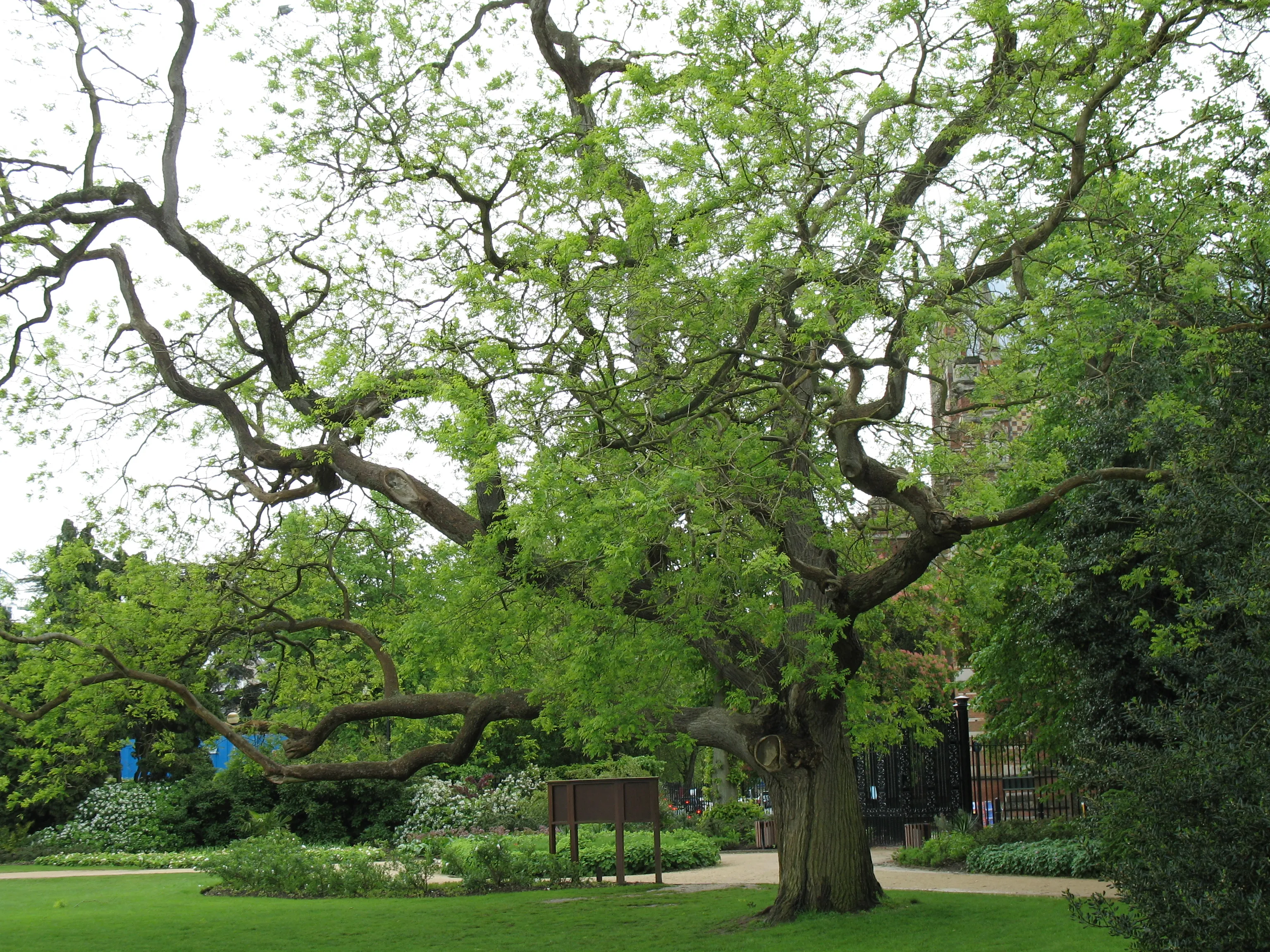 Grote Japanse honingboom met wijdvertakte takken in de Oxford University Parks, met daaronder een groen gazon en bloembedden