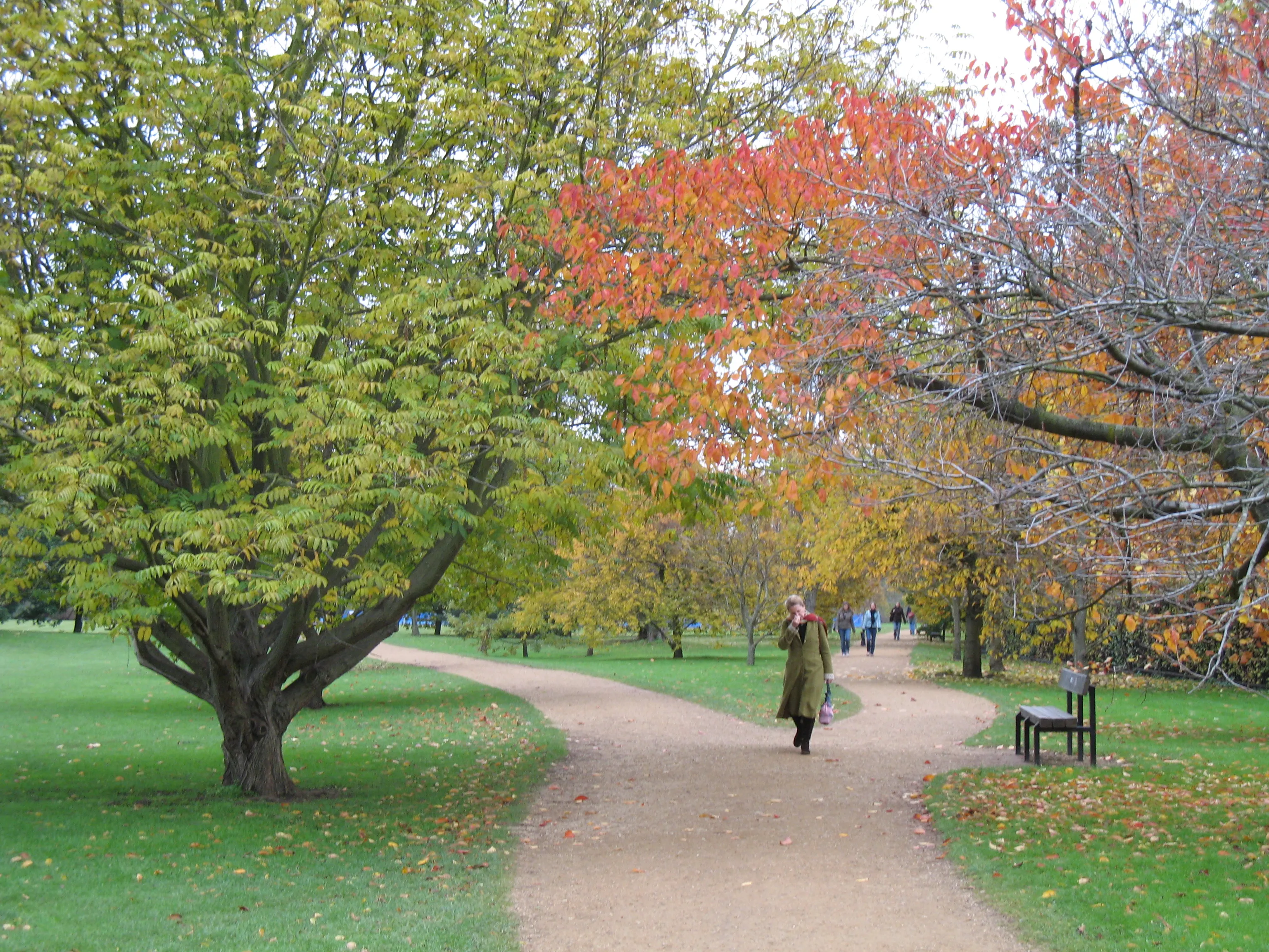 Een kronkelend grindpad door de Oxford University Parks, omzoomd met bomen in groene en herfstachtige rode kleuren, met een persoon die wandelt en een bankje aan de rechterkant.