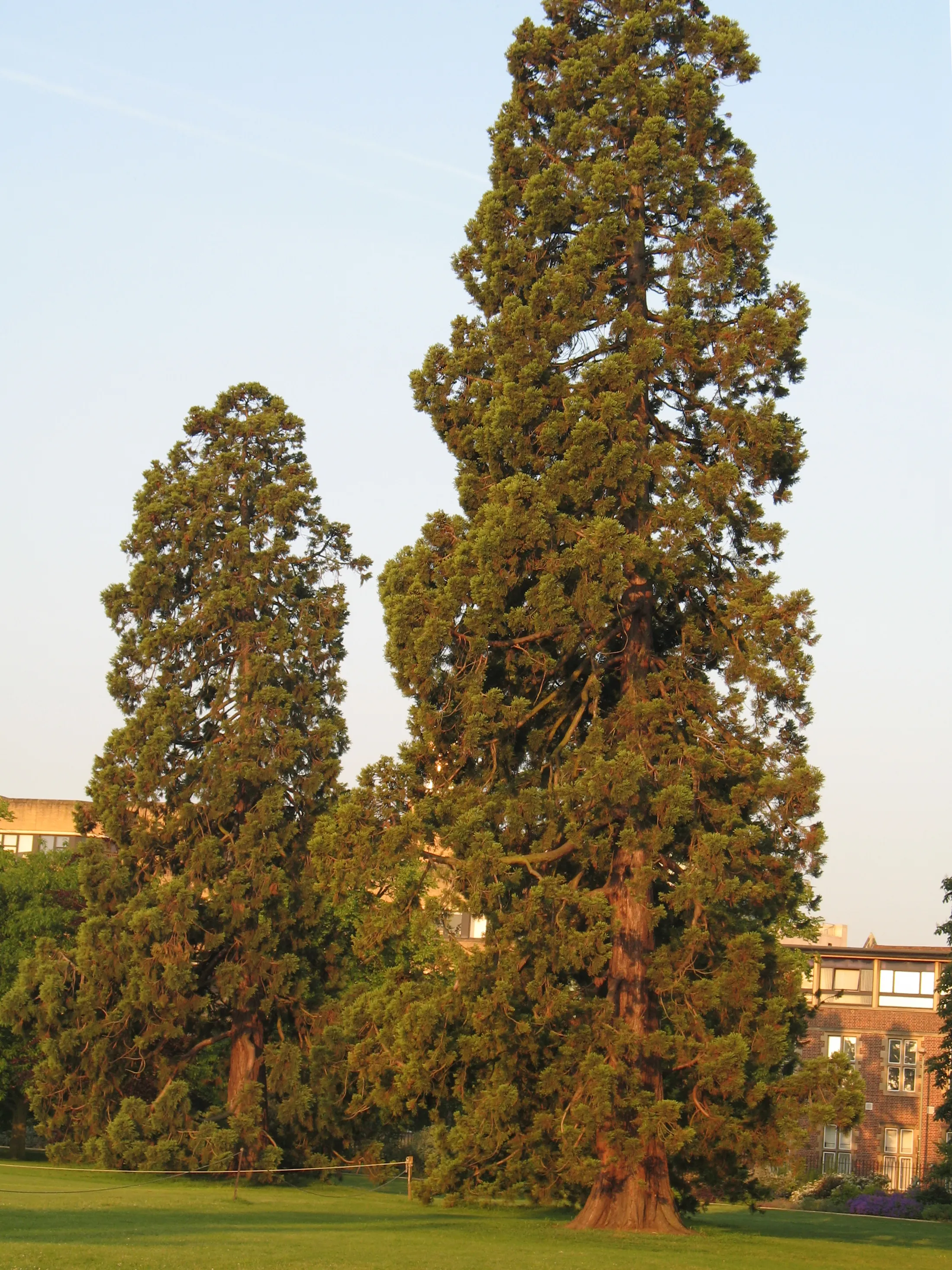 Twee hoge mammoetbomen die uit een groen gazon oprijzen, met bakstenen universiteitsgebouwen op de achtergrond onder een bleke lucht.