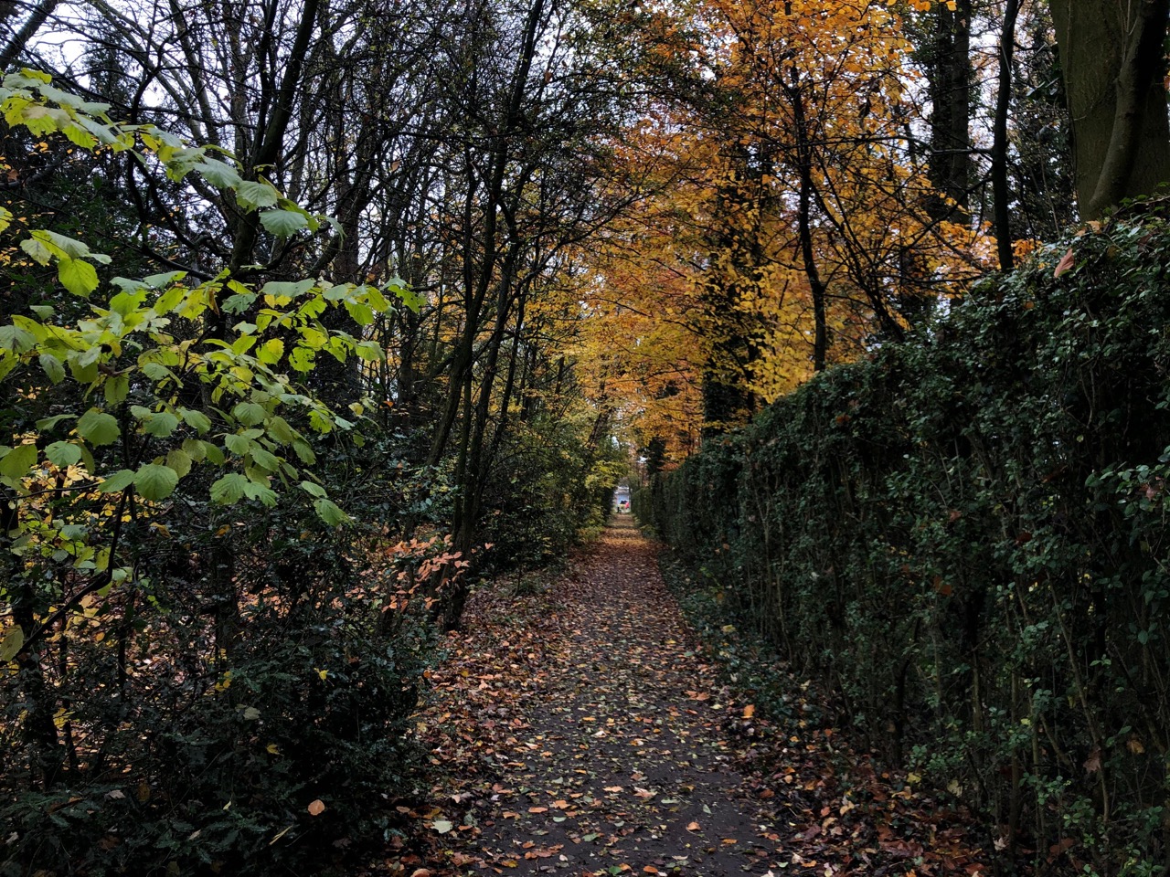 Un sendero estrecho bordeado de setos y árboles de colores otoñales, con hojas caídas cubriendo el suelo