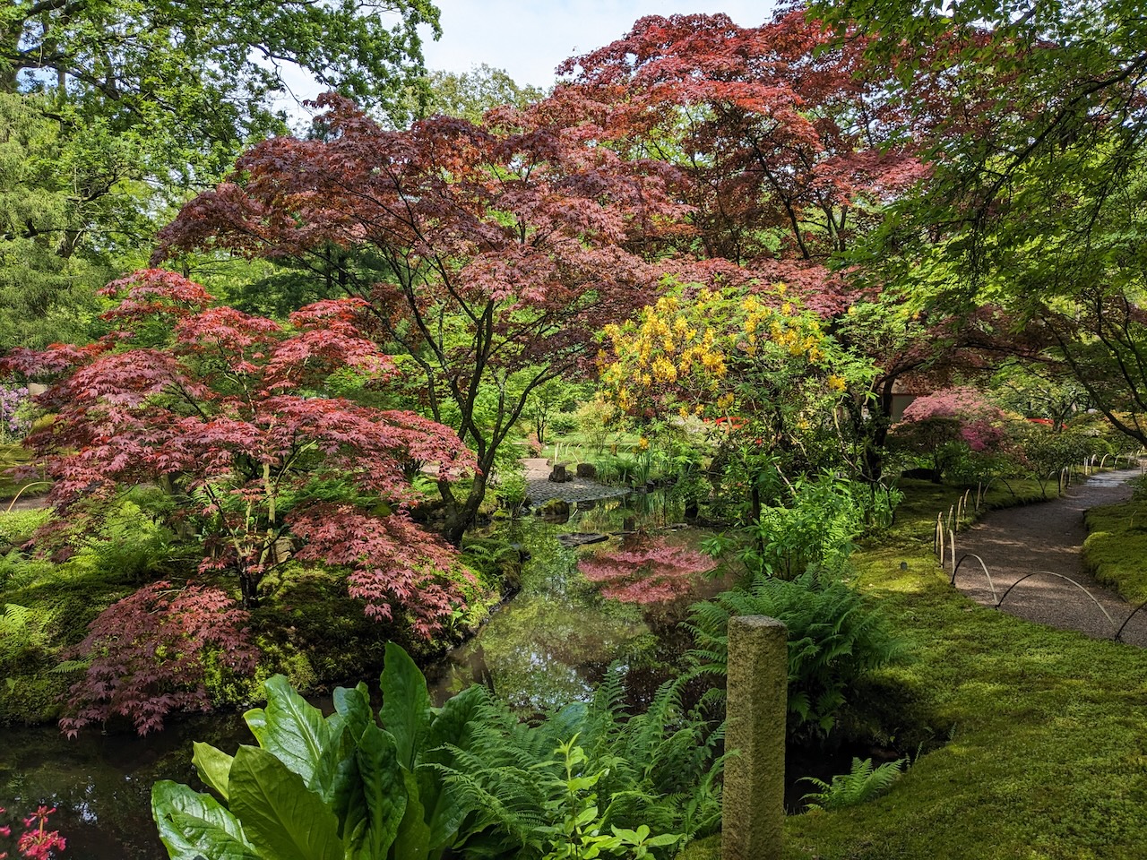 Exuberante jardín con vibrantes árboles de hojas rojas, follaje verde, un pequeño estanque y un sendero sinuoso bajo un cielo brillante