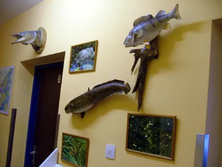 Ejemplares de peces montados en una pared amarilla con cuadros enmarcados y una puerta