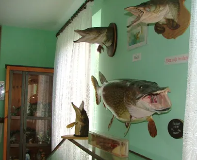 ejemplares de peces disecados en una pared verde