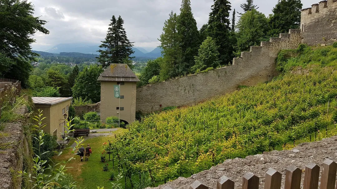 Viñedo que crece en una ladera en terrazas junto a muros de fortificación de piedra históricos con una pequeña torre, altas coníferas y montañas de fondo