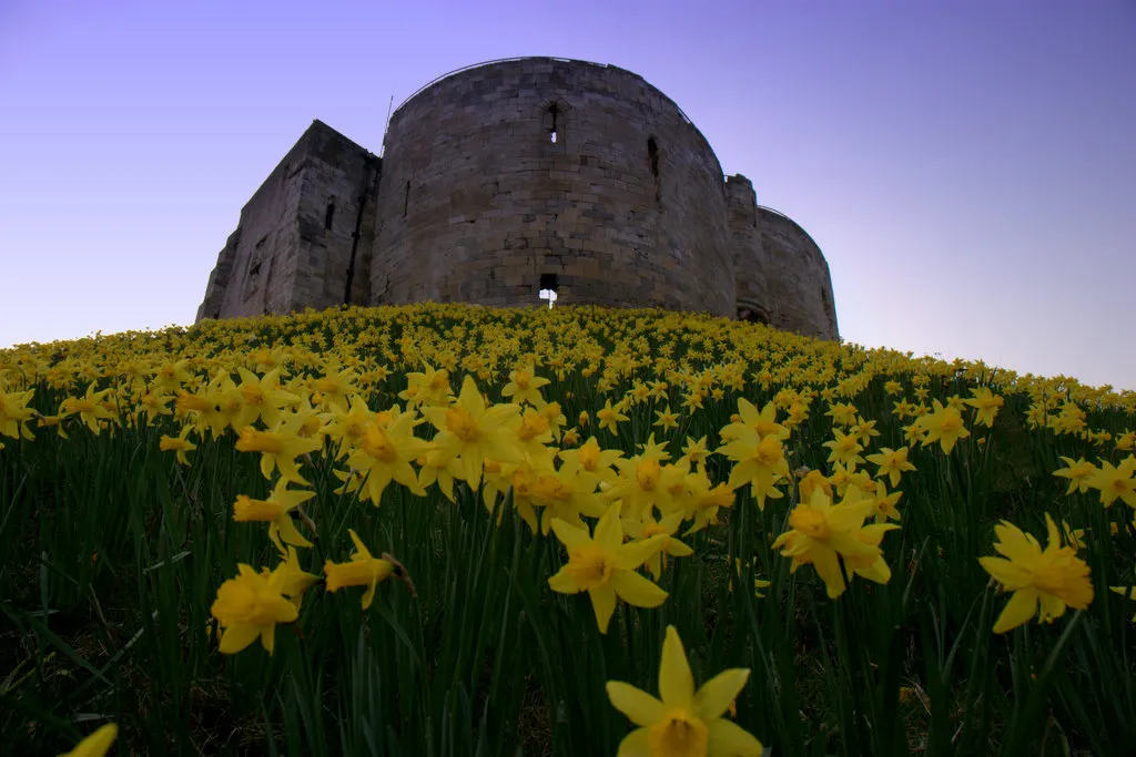 Torre redonda de un castillo de piedra que se alza sobre una ladera cubierta de narcisos amarillos bajo un cielo crepuscular púrpura