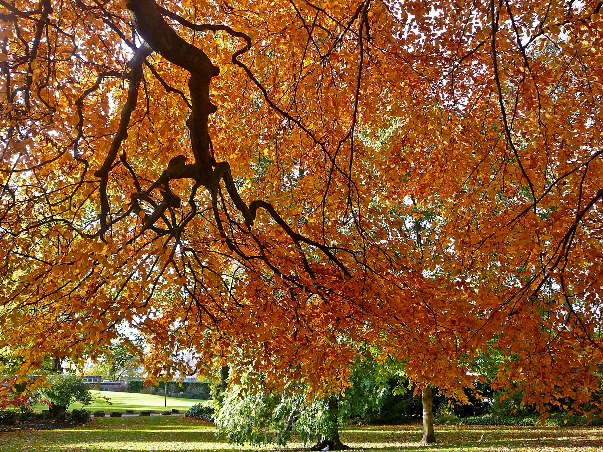 Gran árbol con vibrantes hojas otoñales de color naranja y rojo que se extienden por el encuadre, con un césped y otros árboles visibles debajo en los York Museum Gardens
