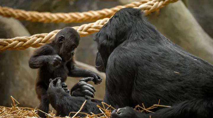 Un gorila bebé sentado junto a un gorila adulto en el recinto de un zoológico con cuerdas gruesas por encima y paja esparcida por el suelo