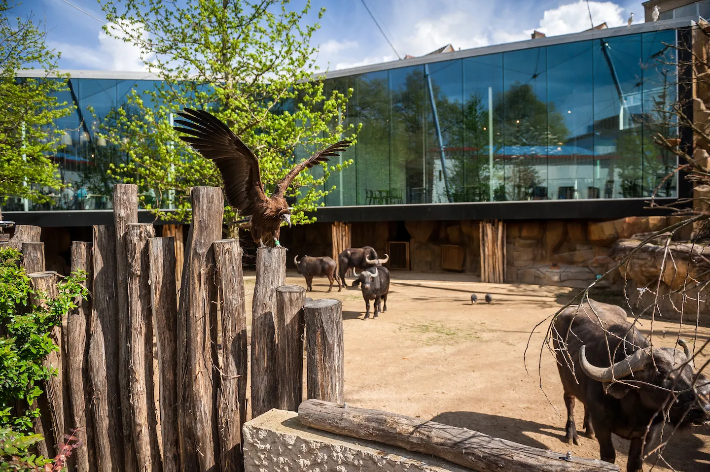 Una gran ave rapaz vuela sobre una cerca de troncos de madera en un recinto al aire libre con búfalos africanos, con un edificio de cristal moderno al fondo en el ZOO Antwerpen.