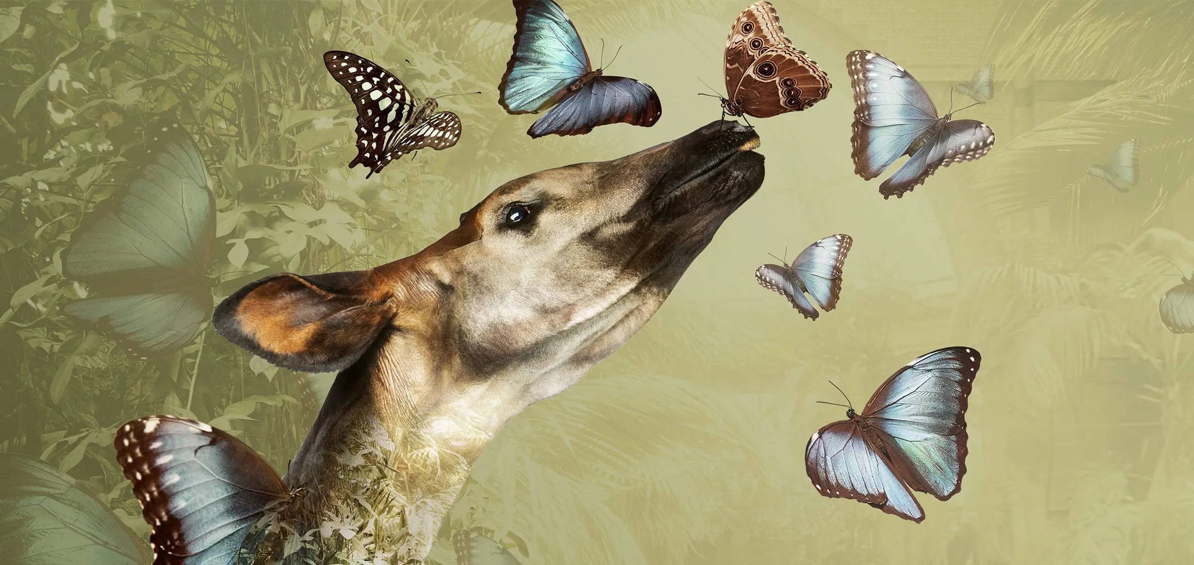 Cabeza de animal disecado con la boca abierta, rodeada de mariposas morfo azules y marrones en una exposición artística