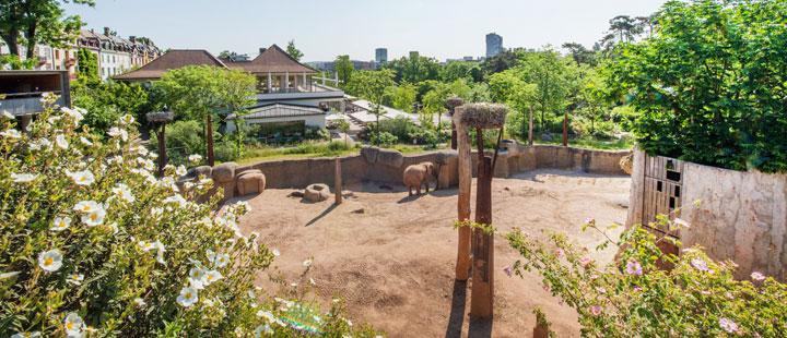 Vista panorámica de un recinto de elefantes en el Zoo Basel con suelo de arena, un comedero de heno alto de madera, arbustos de flores blancas en primer plano y edificios del zoológico al fondo