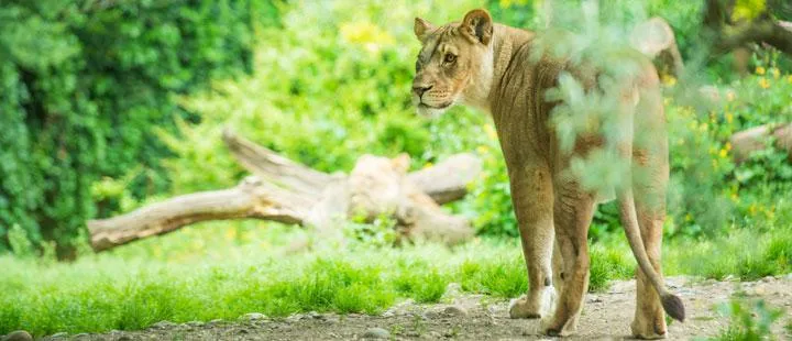 Una leona en posición de alerta en un recinto exterior verde y frondoso con un tronco caído y vegetación densa al fondo