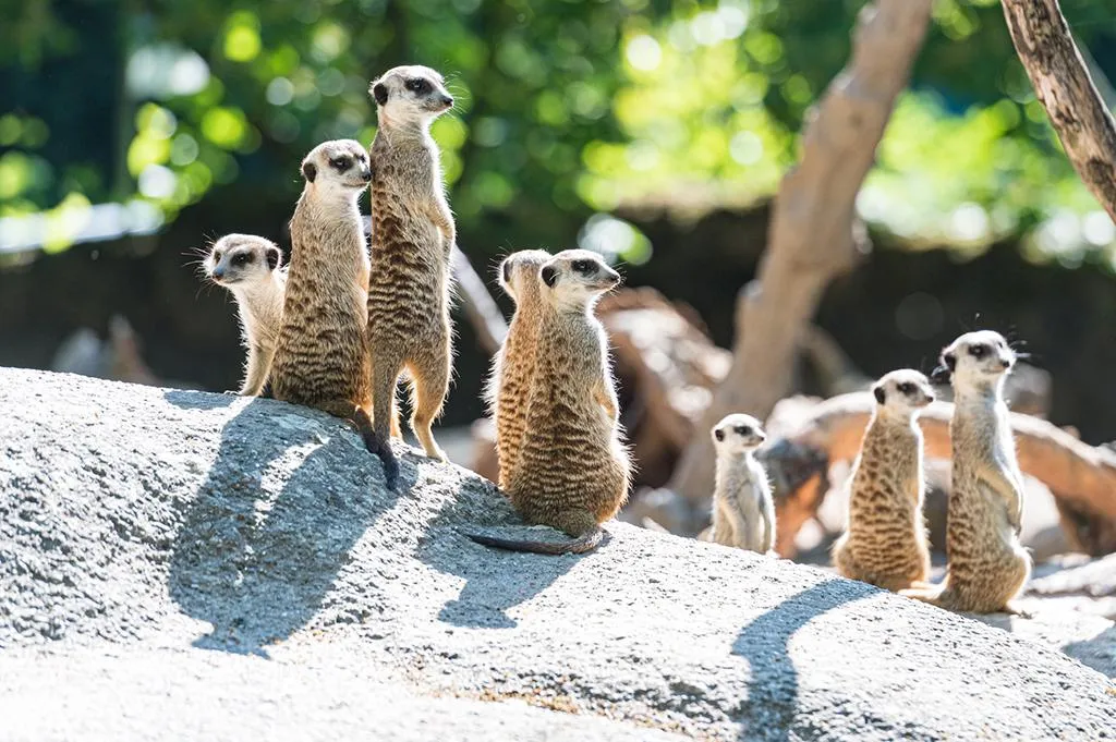 Un grupo de suricatas alerta sobre una superficie rocosa en un recinto al aire libre con follaje verde de fondo.