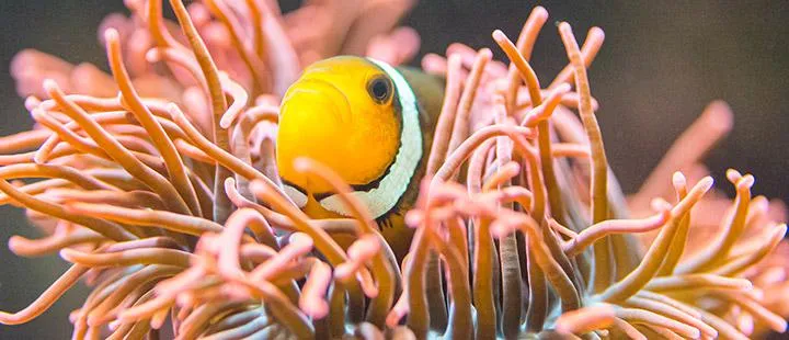 Un pez payaso de color naranja brillante y blanco que asoma por entre los tentáculos rosados de una anémona de mar