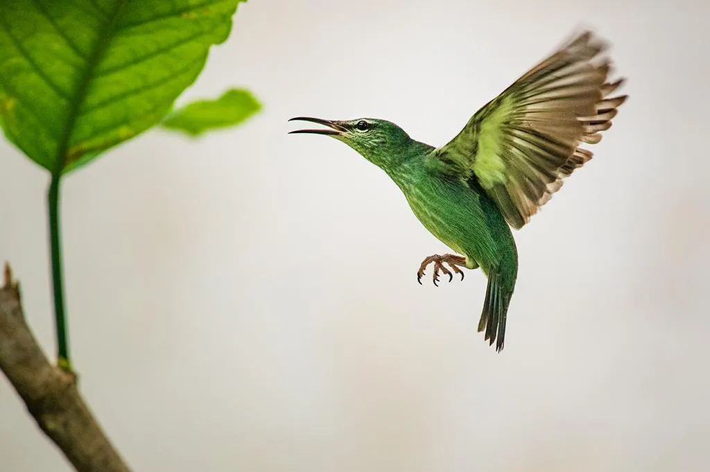 Un pájaro verde vibrante con las alas completamente extendidas en pleno vuelo cerca de una rama frondosa sobre un fondo claro