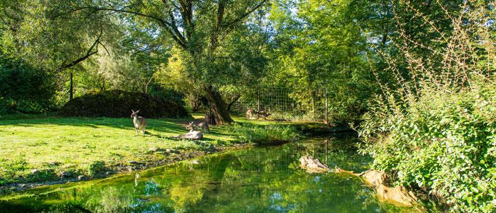 Recinto zoológico naturalista con un estanque verde y reflectante rodeado de árboles frondosos y riberas cubiertas de hierba con animales cerca del agua