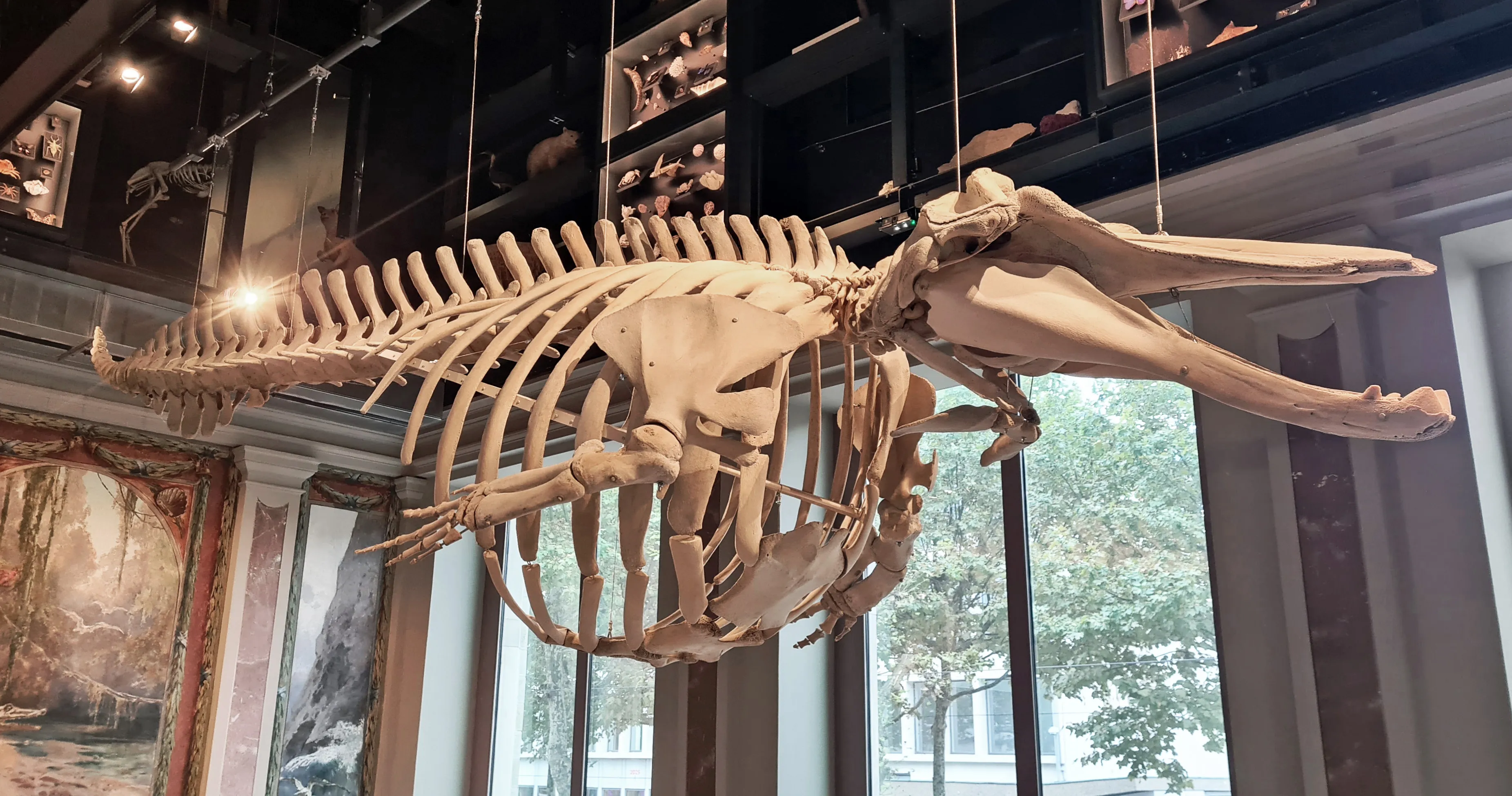 Vista interior del Museo Zoológico de Estrasburgo en Estrasburgo.