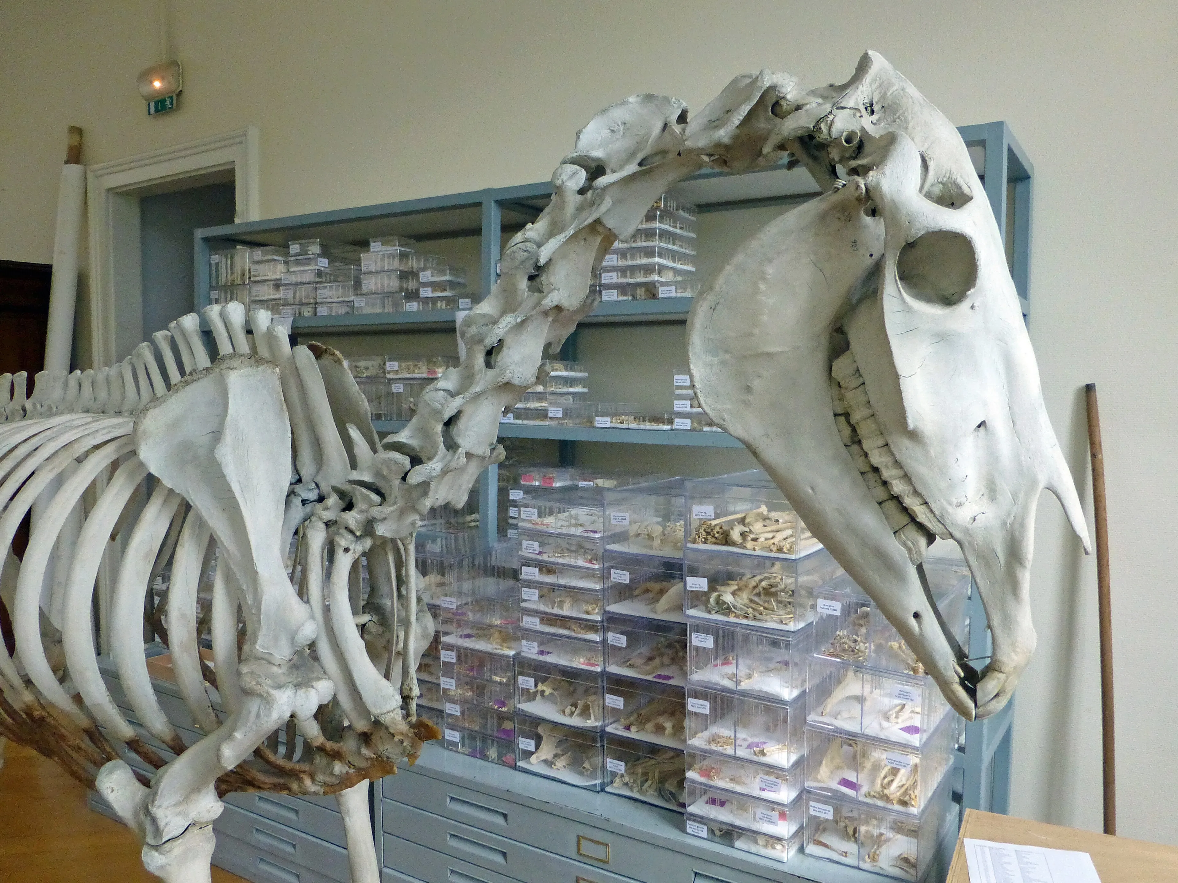 Reprezentatywny widok Muzeum Zoologicznego w Strasburgu.
