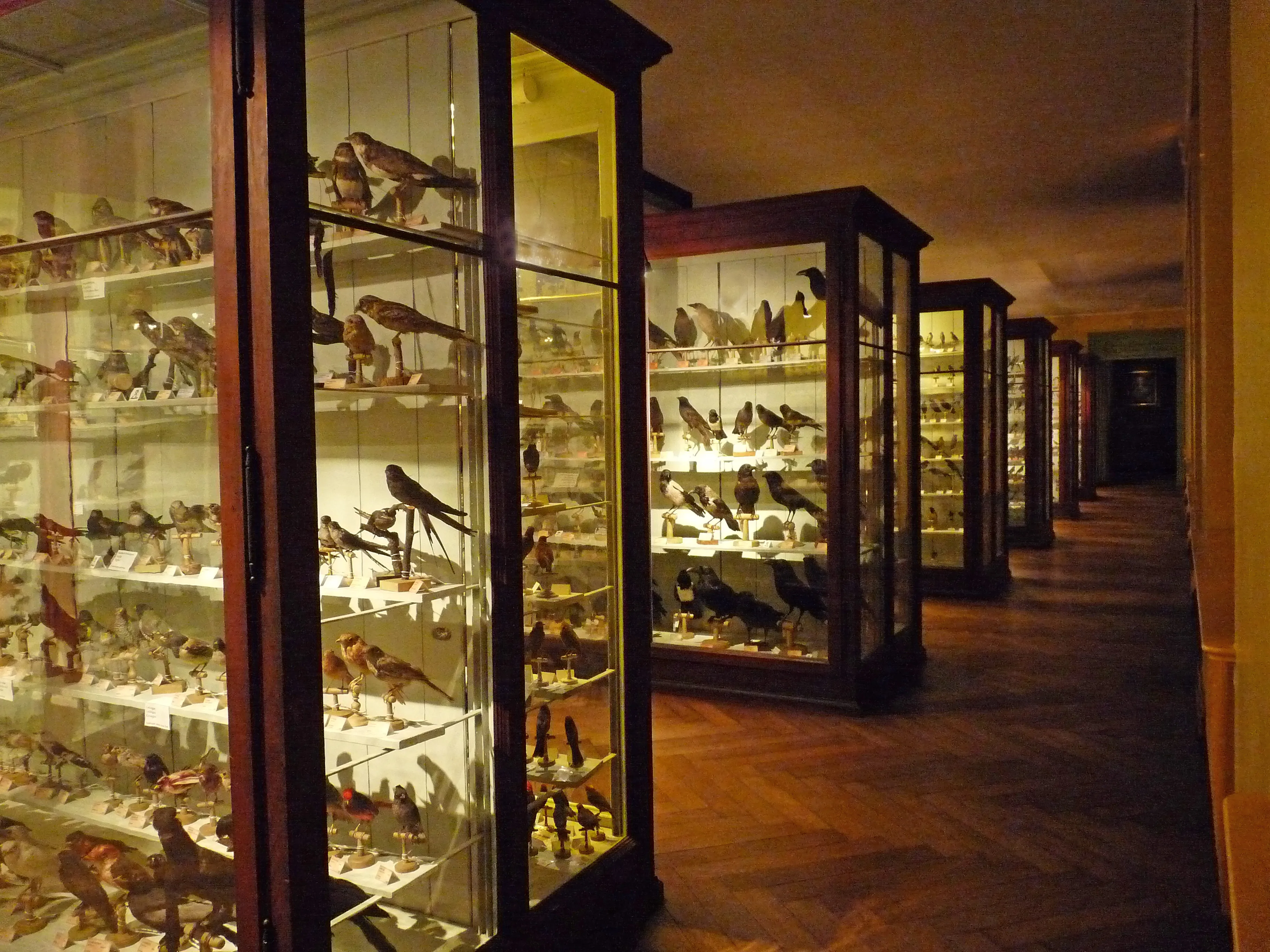 Reprezentatywny widok Muzeum Zoologicznego w Strasburgu w Strasburgu.