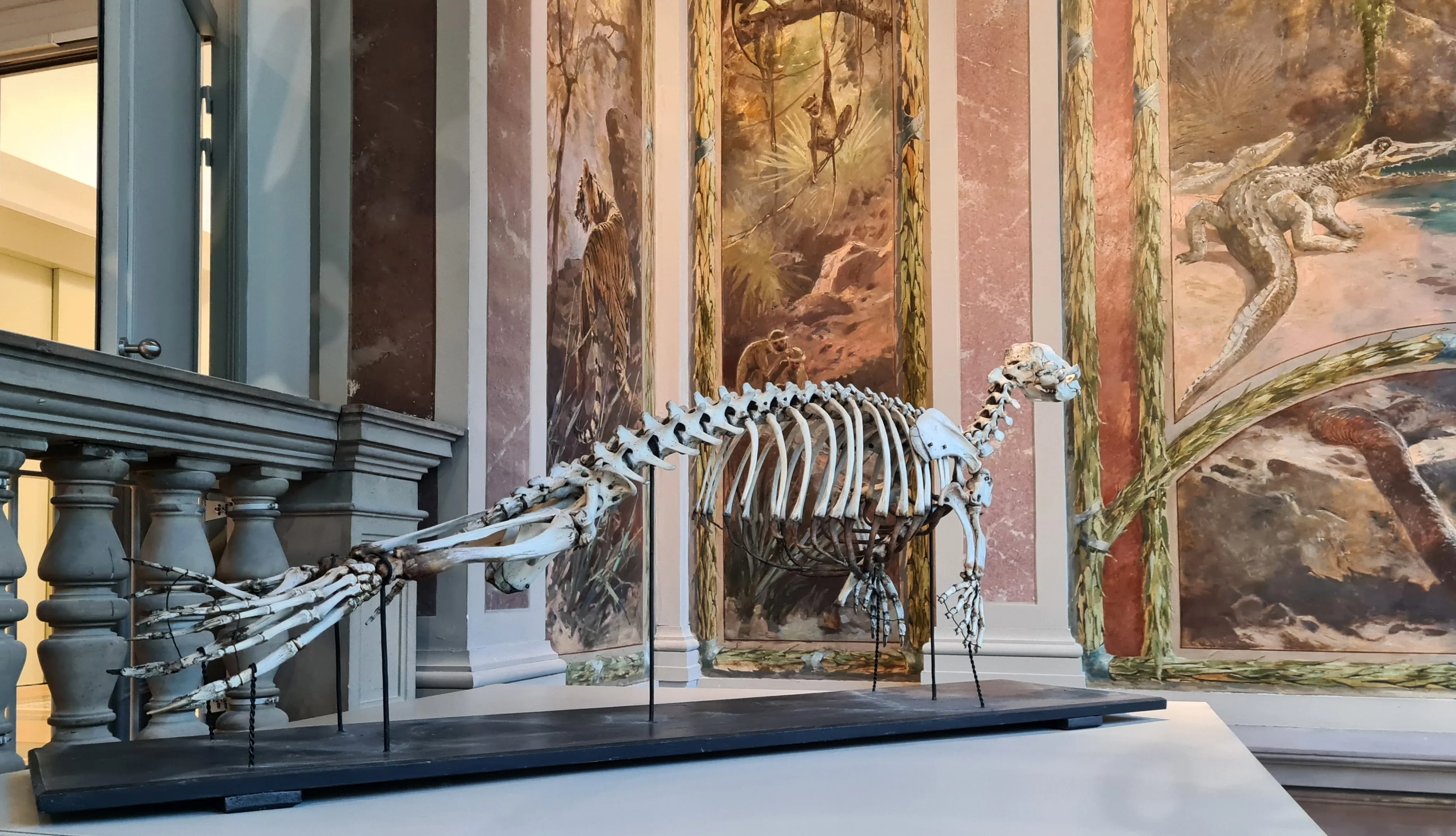 Vista interior del Museo Zoológico de Estrasburgo, en Estrasburgo.