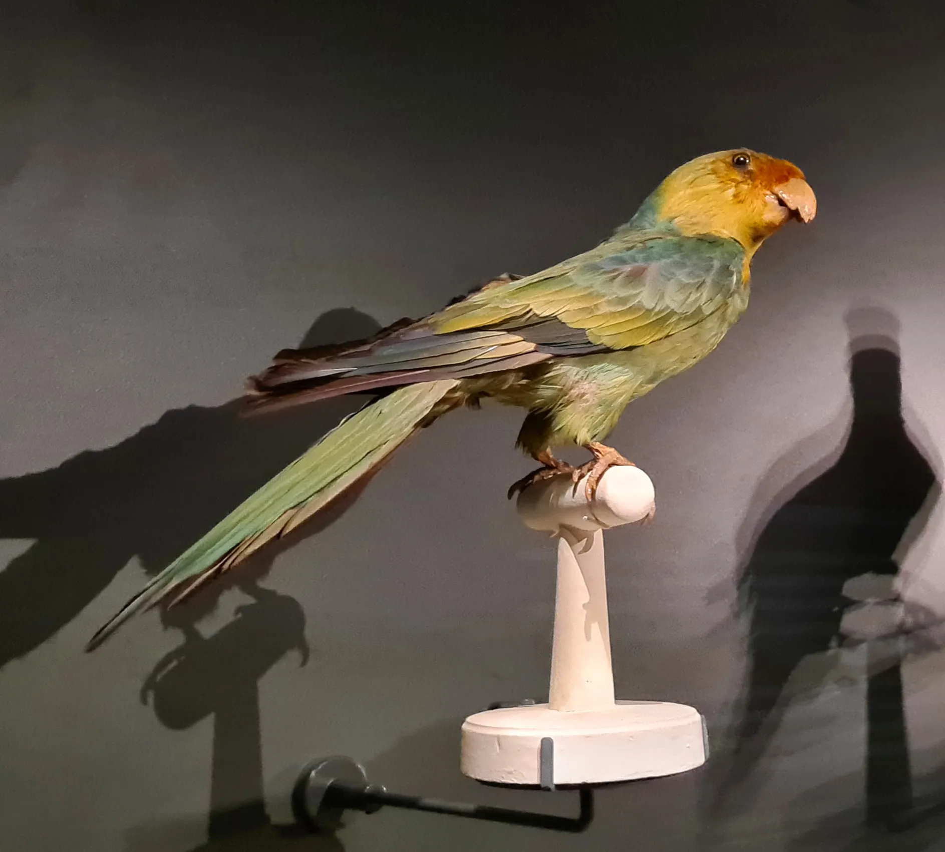 Vista representativa del Museo Zoológico de Estrasburgo en Estrasburgo.
